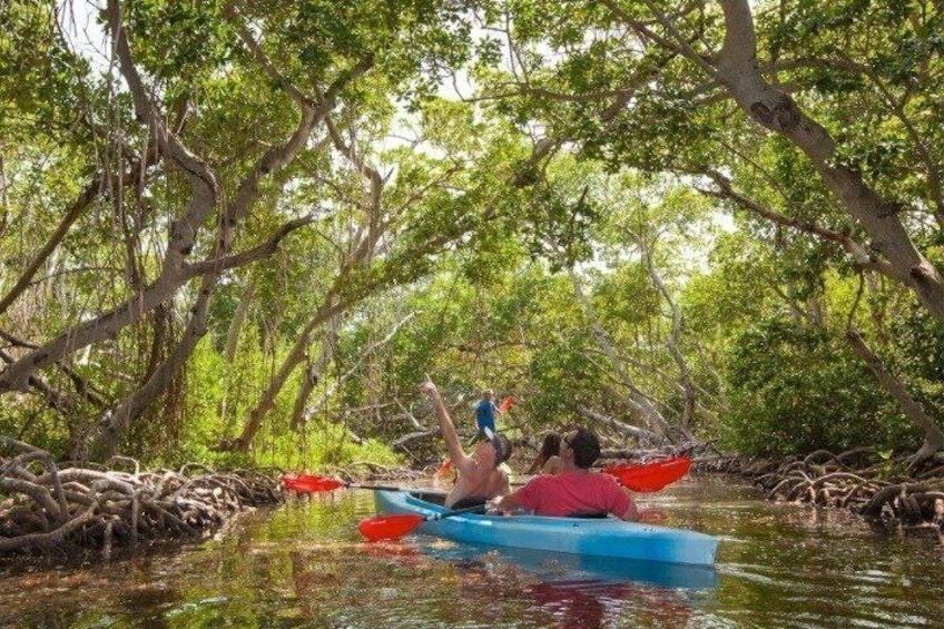 Personas haciendo kayak en un bosque de manglares. 5