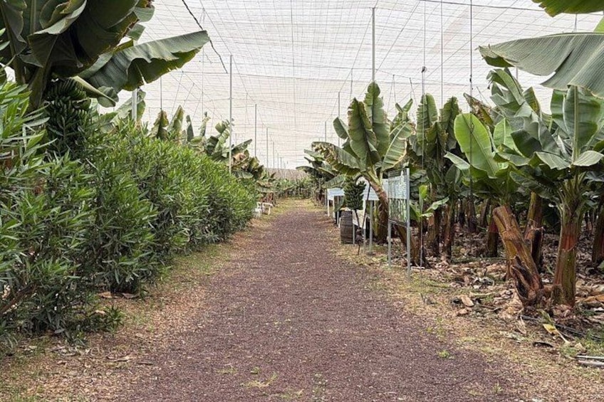 Historical Walk & Eco Banana Farm Tour in Guía de Isora, Tenerife 2
