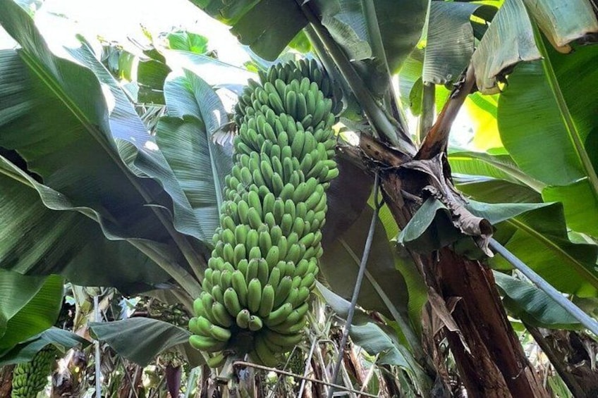A large bunch of green bananas hanging from a tree with large green leaves. 4