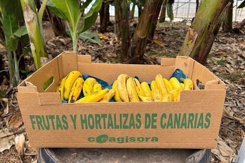 Historical Walk & Eco Banana Farm Tour in Guía de Isora, Tenerife 2