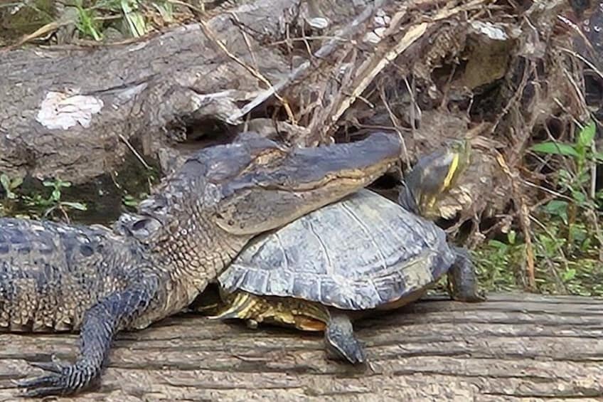 A crocodile and a turtle on a log surrounded by foliage. 2