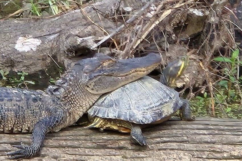 En krokodille og en skildpadde ligger på en træstamme. 2