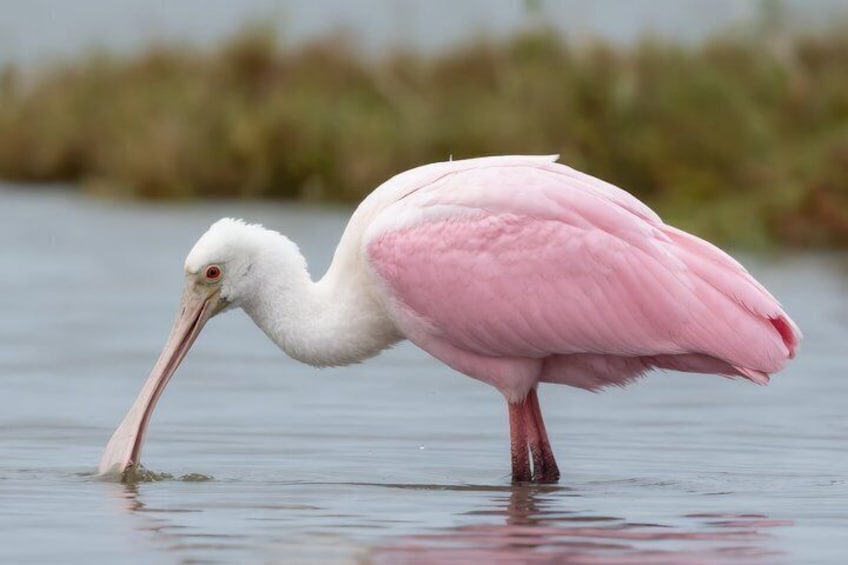 En lyserød flamingo vadende i lavt vand. 5
