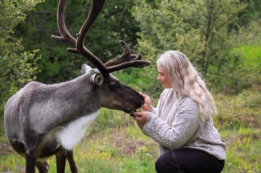 A person interacting with a reindeer in a natural setting. 4