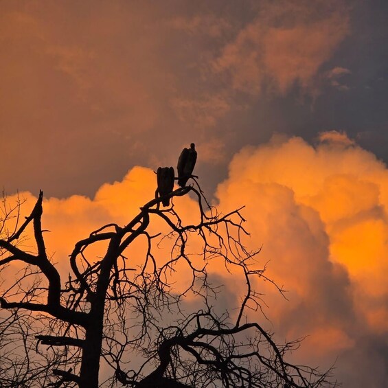 Two birds perched on a tree branch against a sunset sky. 4