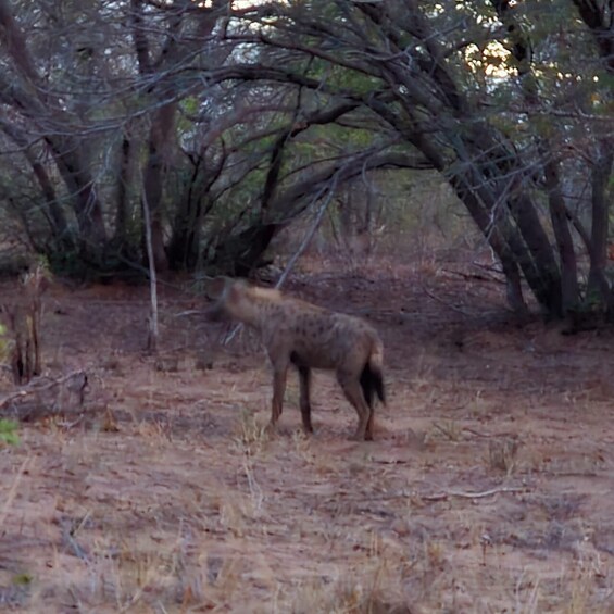 A wild dog in a dry, wooded area with sparse vegetation and leafless trees. 3