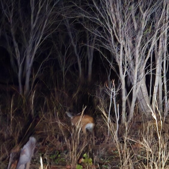 A deer in a forest at night. 2