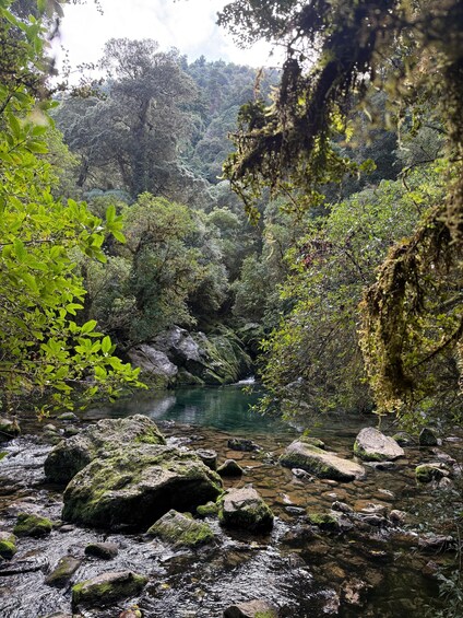 A forested stream with rocks and moss. 2