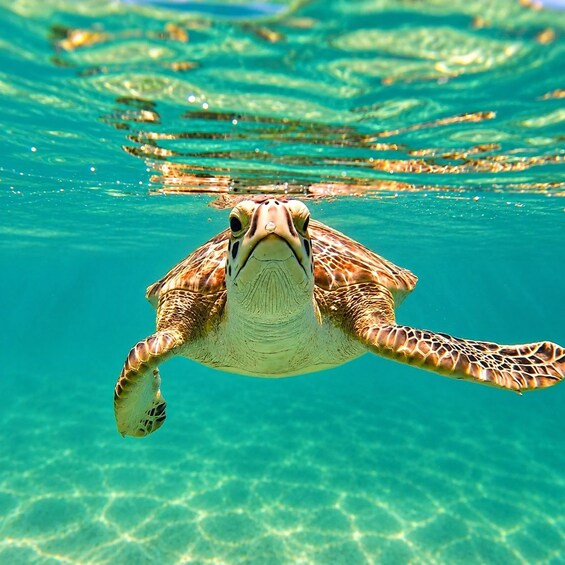 Picture 10 for Activity Akumal beach VIP: Swim with the Turtles + Go Pro Pictures 4