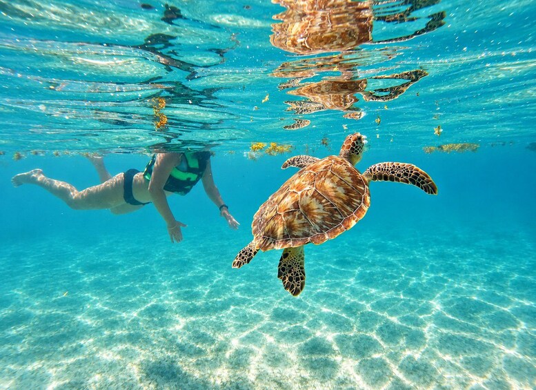 Akumal beach VIP: Swim with the Turtles + Go Pro Pictures 1