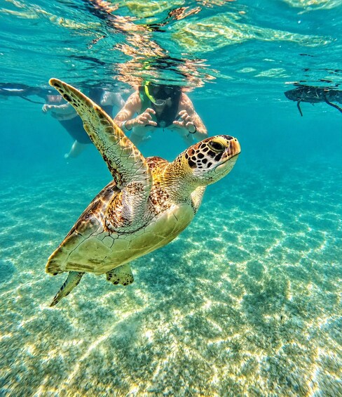 Picture 8 for Activity Akumal beach VIP: Swim with the Turtles + Go Pro Pictures 5