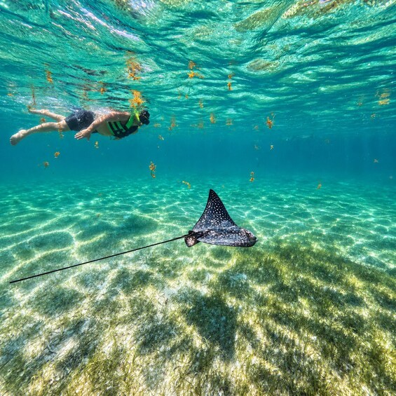 Picture 5 for Activity Akumal beach VIP: Swim with the Turtles + Go Pro Pictures 3