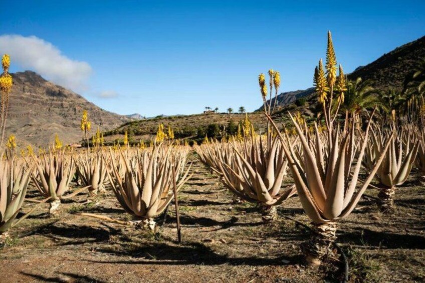 A field of agave plants with yellow flowers, a clear sky, and a mountainous background. 4
