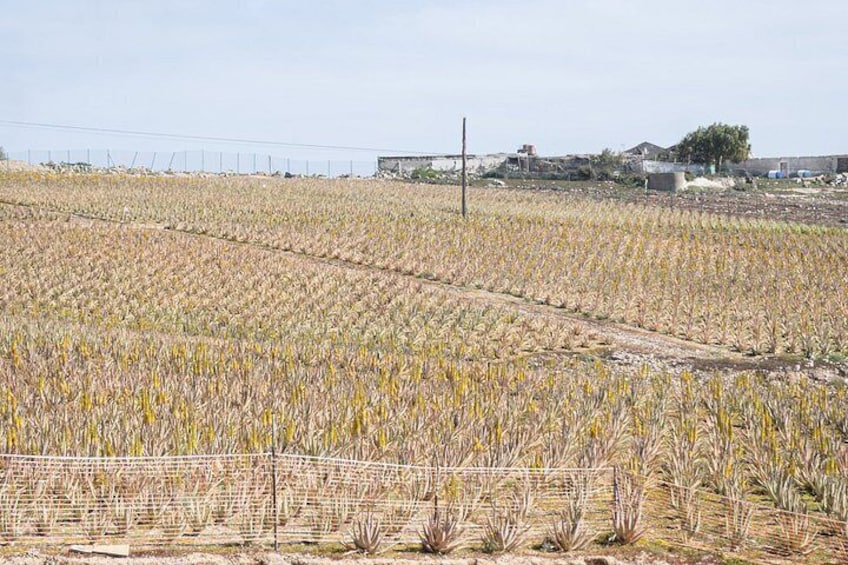 History and Sea in Agüimes and Telde with typical food from the south 4