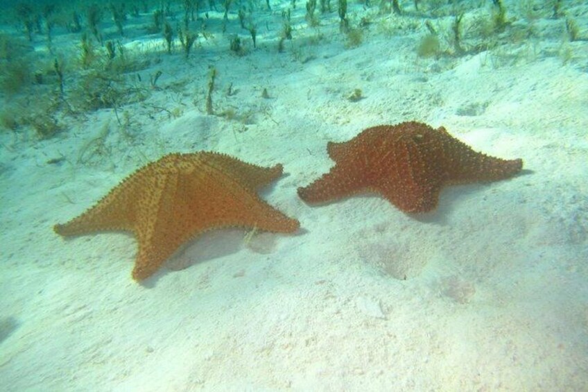 Due stelle marine su un fondale sabbioso con scarsa vegetazione marina. 4