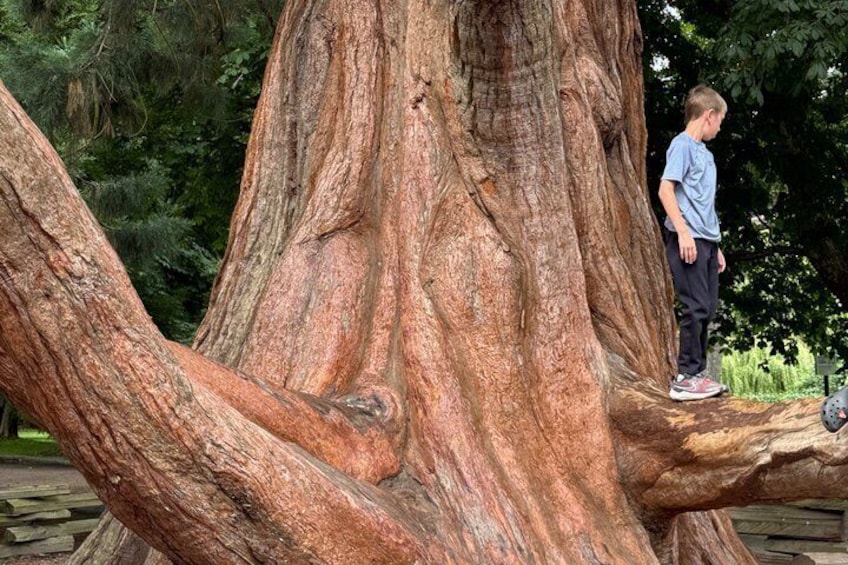 Victoria Highlights Private Pedicab Tour 4