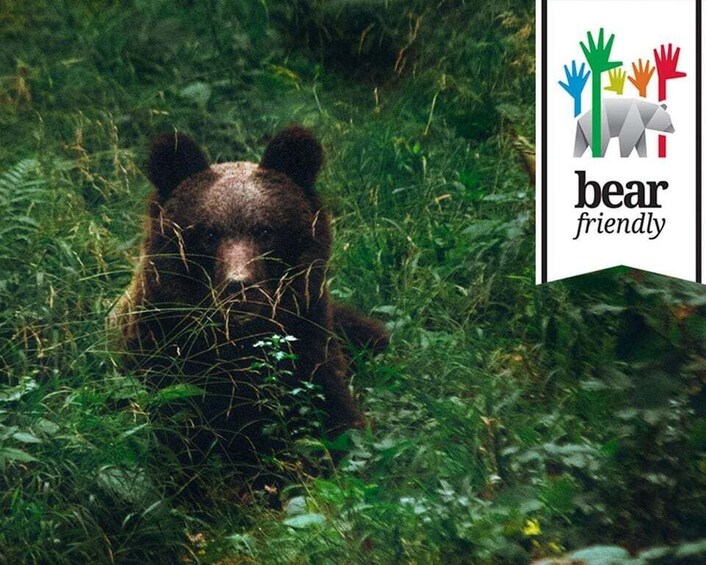A bear in a grassy area with a logo reading 'bear friendly' and colorful handprints. 1