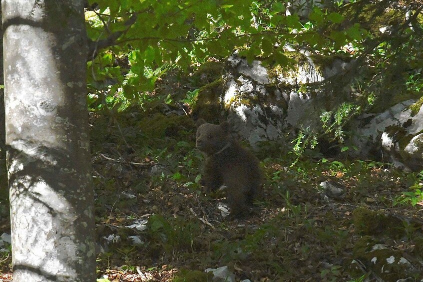 A bear in a forested area with trees and rocks. 5