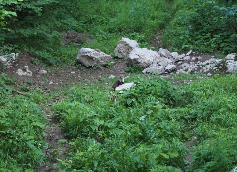 A forested area with a path, rocks, and dense greenery. 3