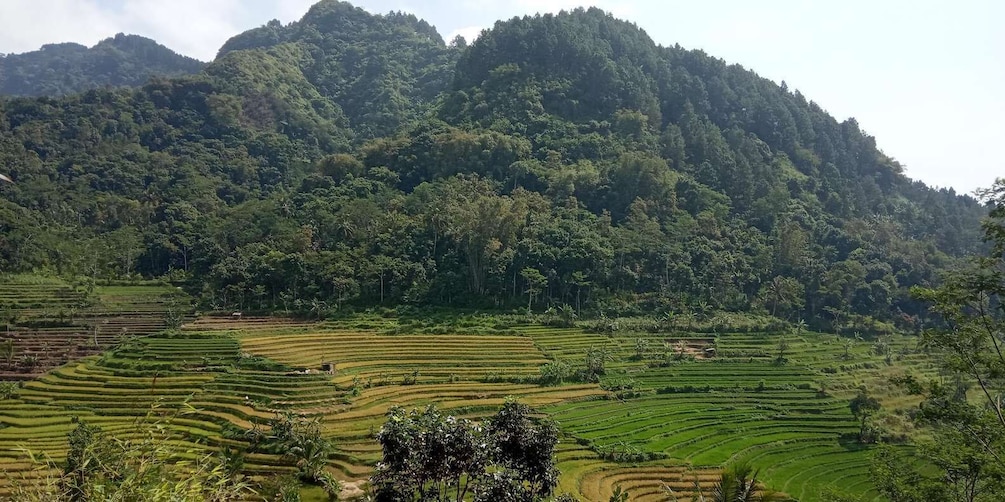 Terraced rice fields, lush greenery, and a mountain in the background. 3