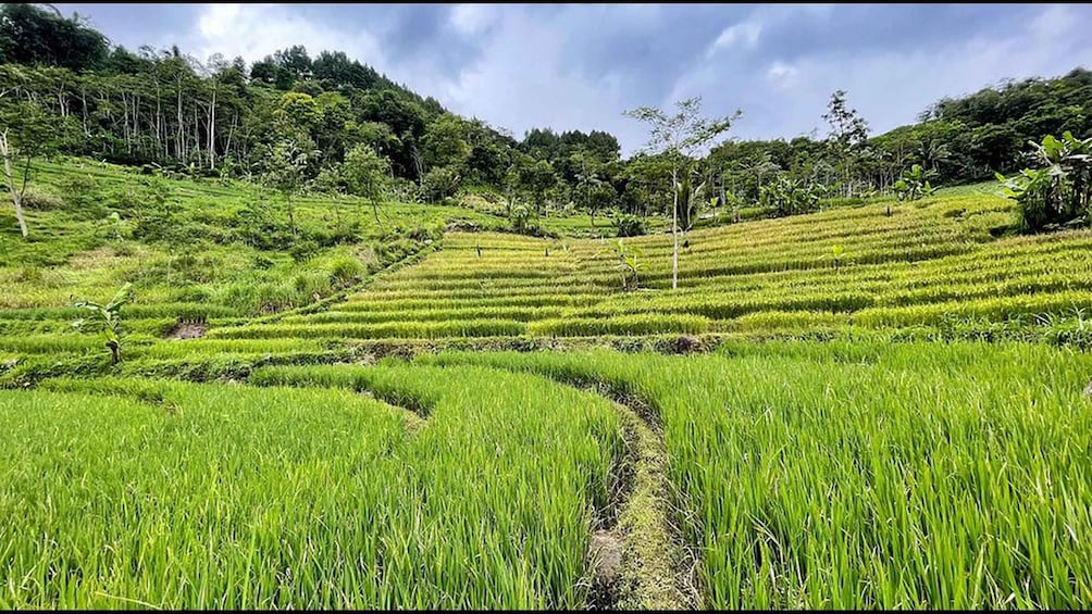 Terraced rice fields with lush greenery and a forested hillside in the background. 2
