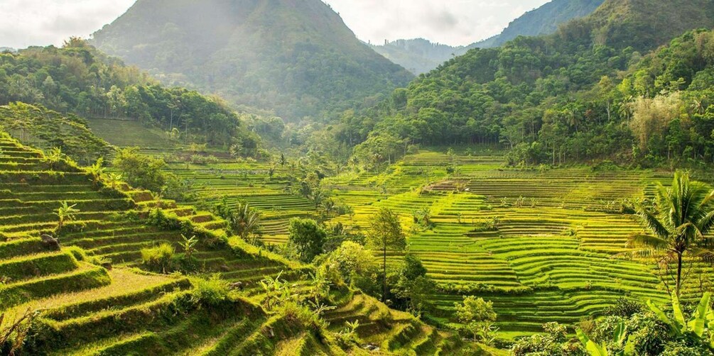 Terraced rice fields, lush greenery, and a mountain in the background. 1