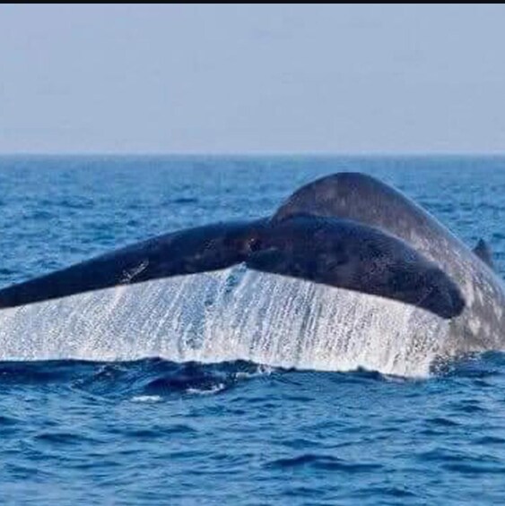 A whale breaching with its tail visible above the water. 5