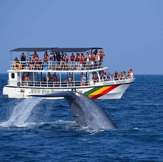 A boat named 'Queen Whale' with passengers observing a whale breaching the water. 3