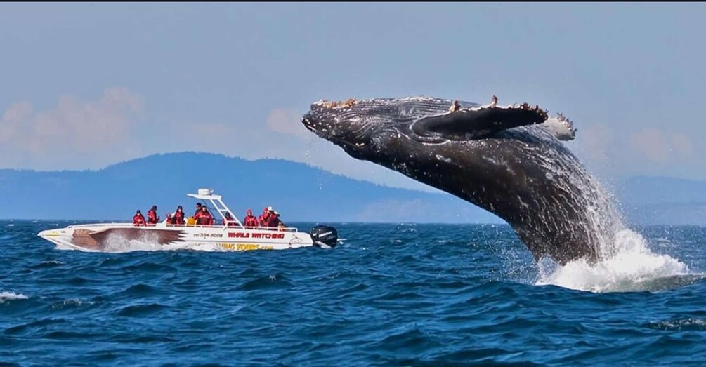 A boat with people observing a whale breaching the water. 1