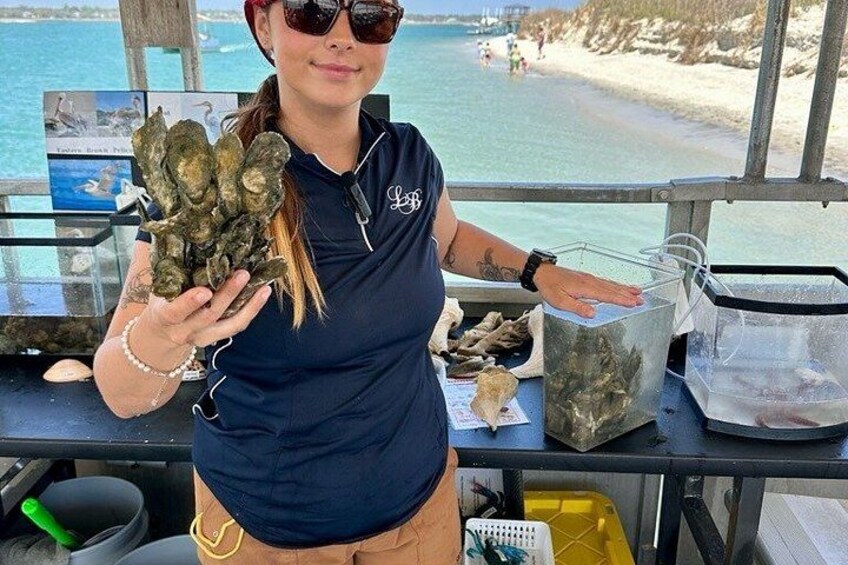 Saltwater Marsh Eco Shelling Tour in Murrells Inlet, SC 3