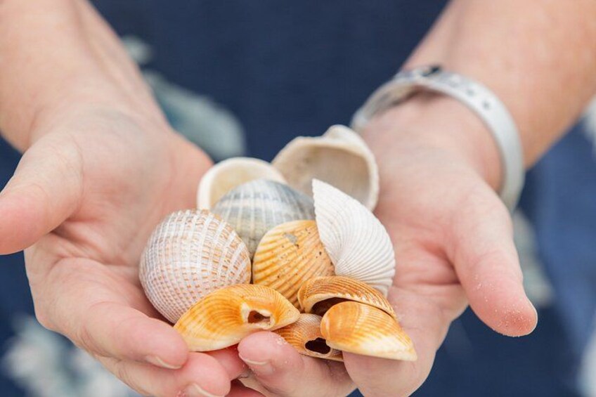 Saltwater Marsh Eco Shelling Tour in Murrells Inlet, SC 3