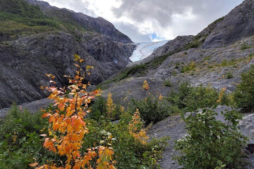 Exit Glacier Nature Hike 3