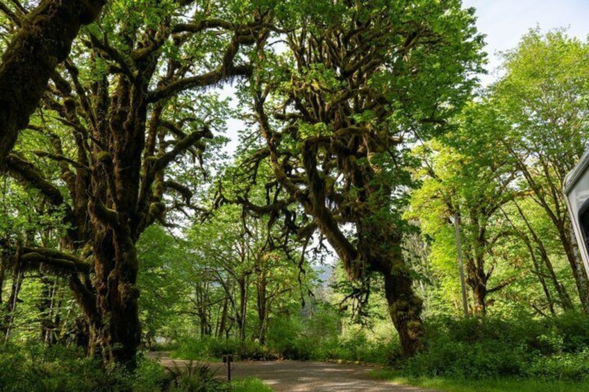 A forested area with large trees and a dirt path. 1