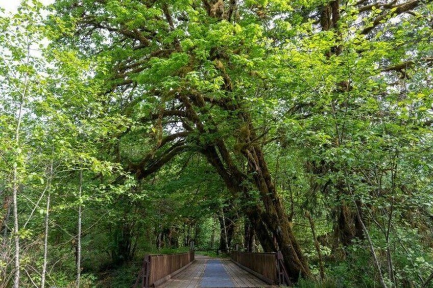 A wooden bridge surrounded by dense green foliage. 5