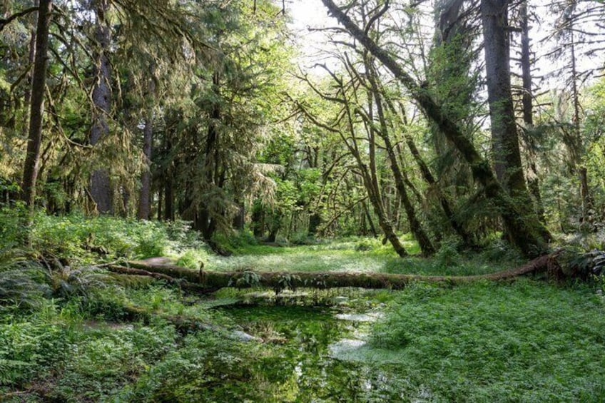 A forest with a fallen tree over a stream. 2