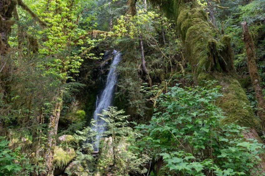 A waterfall surrounded by dense forest. 4