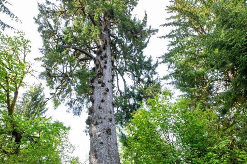 A tall tree with a textured bark and dense green foliage. 3