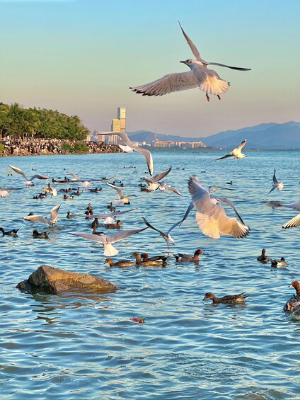 A body of water with seagulls flying and swimming, a rocky outcrop, and a distant city skyline. 3
