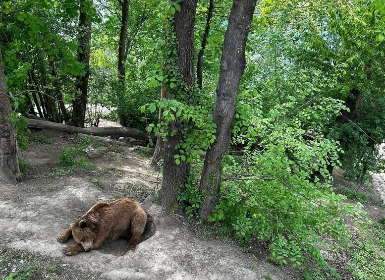 A bear resting on a dirt path in a forested area with dense green foliage and trees. 5