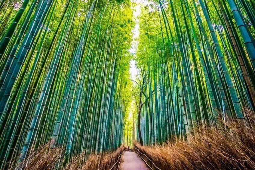 Une forêt de bambous avec un sentier. 2