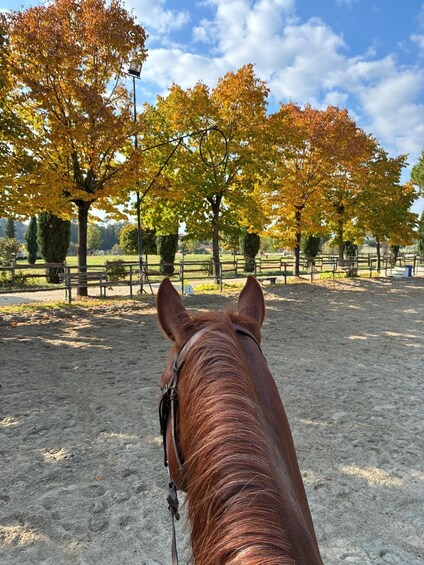 A horse's head in an outdoor arena with autumn trees and a clear sky. 3
