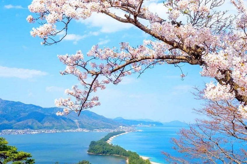 A coastal landscape with cherry blossoms, a clear blue sea, and distant mountains. 4