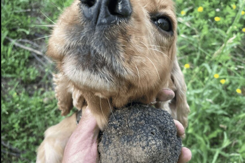 A close-up of a dog holding a rock in its mouth. 1