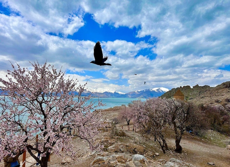 A landscape with blooming trees, a clear sky, and distant mountains. 4