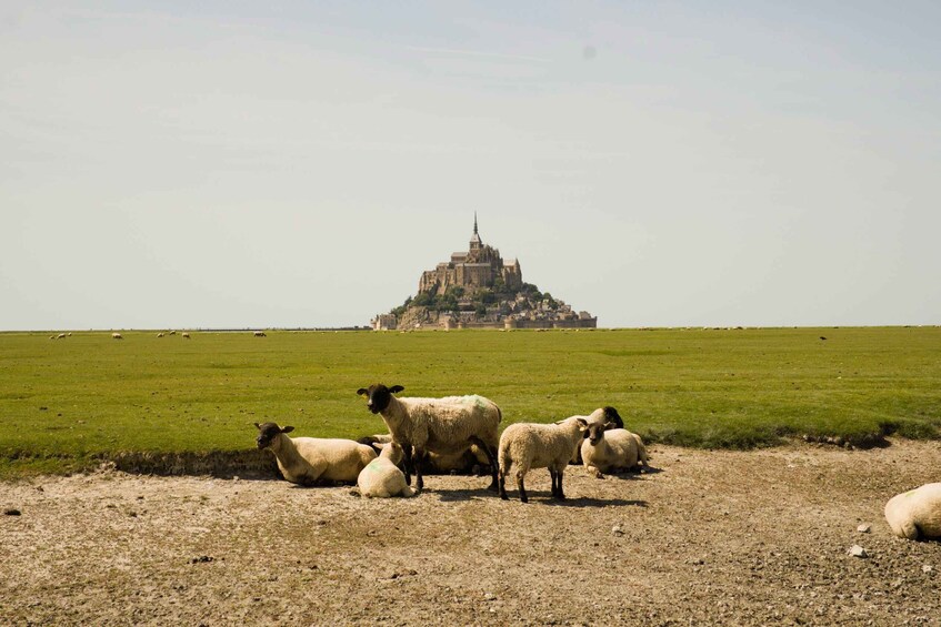 A flock of sheep grazing in a field with a historic castle in the background. 1