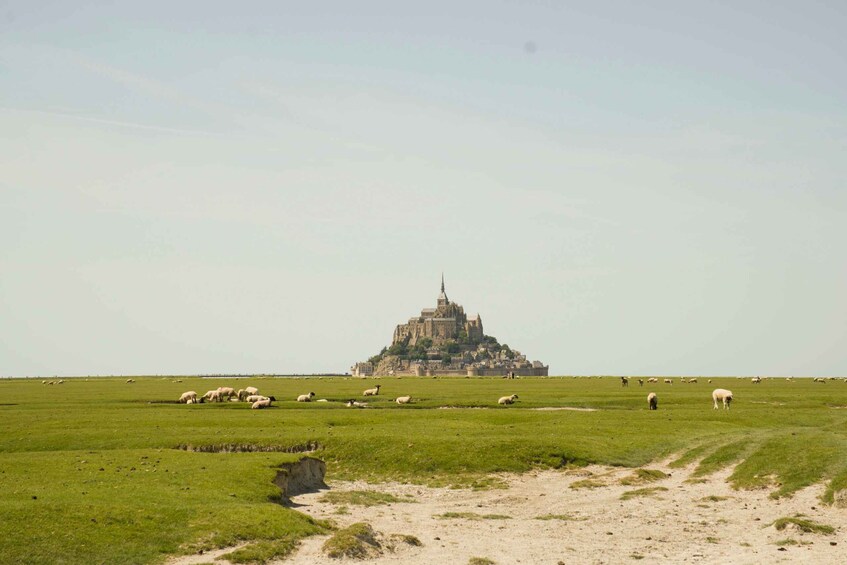 A grassy field with sheep grazing and a historic castle in the distance. 2