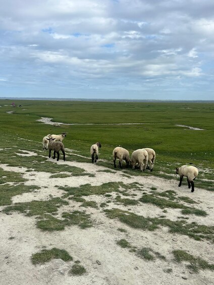 A herd of sheep grazing in a grassy field with a cloudy sky. 4