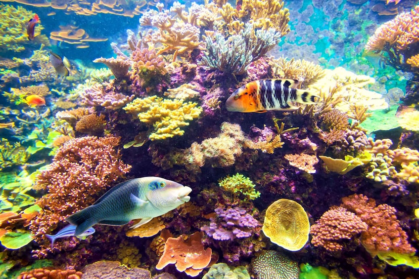 A vibrant coral reef with diverse marine life and colorful coral formations. 4