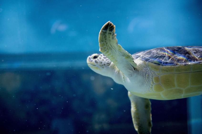 A sea turtle swimming in clear water. 5