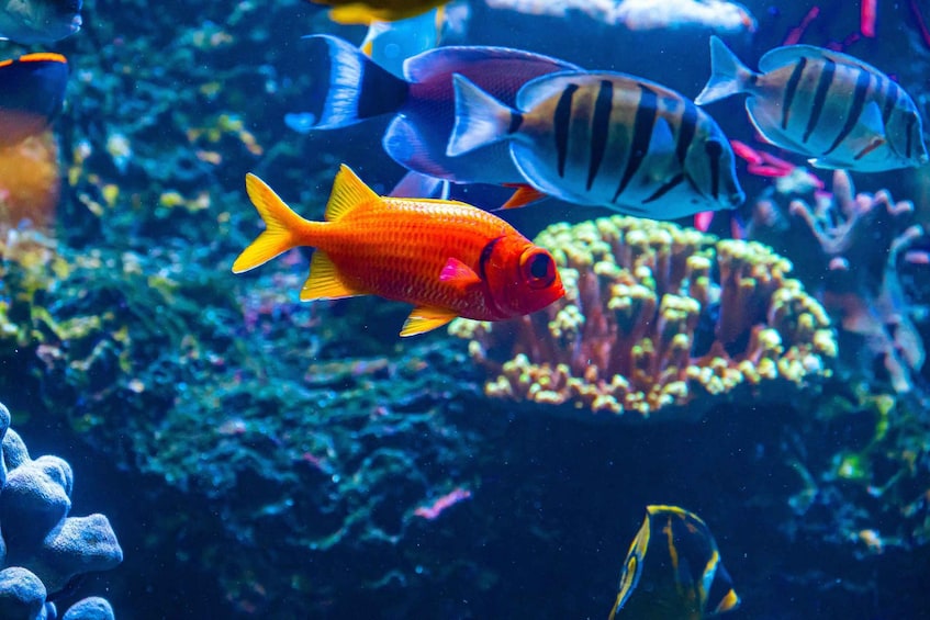 An aquarium with various colorful fish swimming around coral reefs. 3